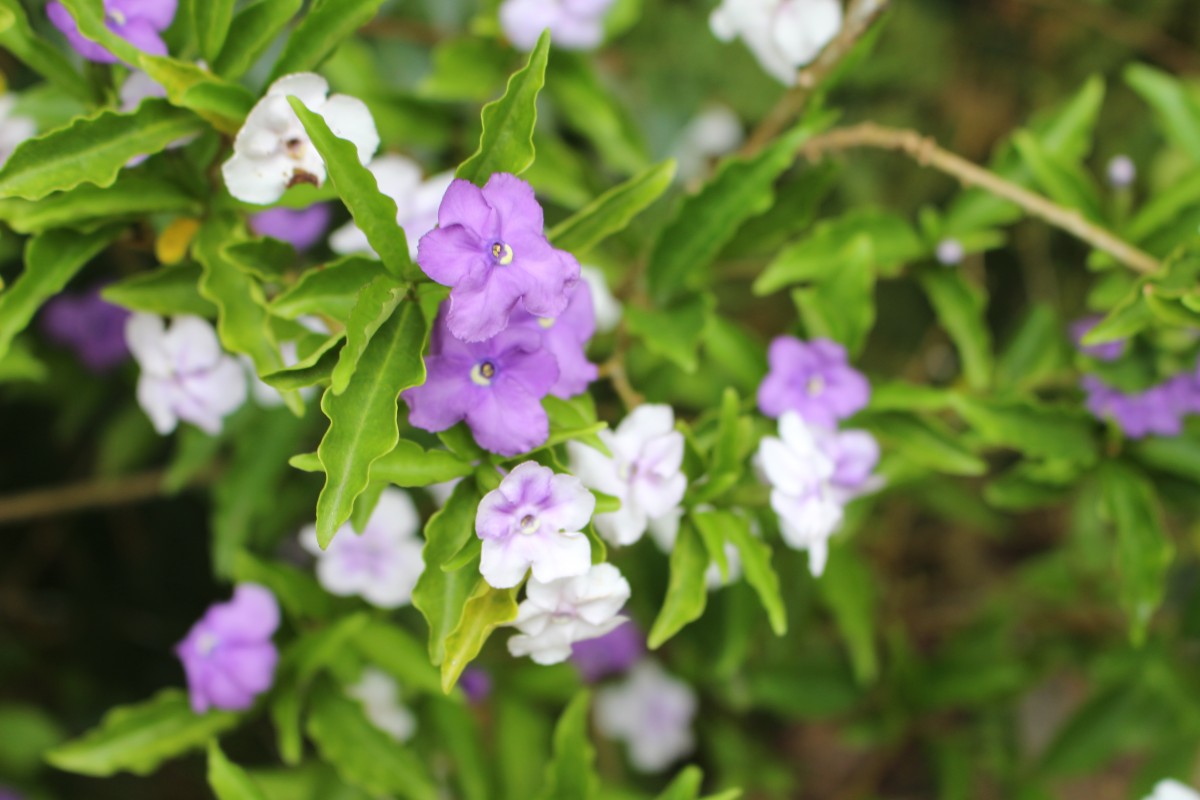 Brunfelsia